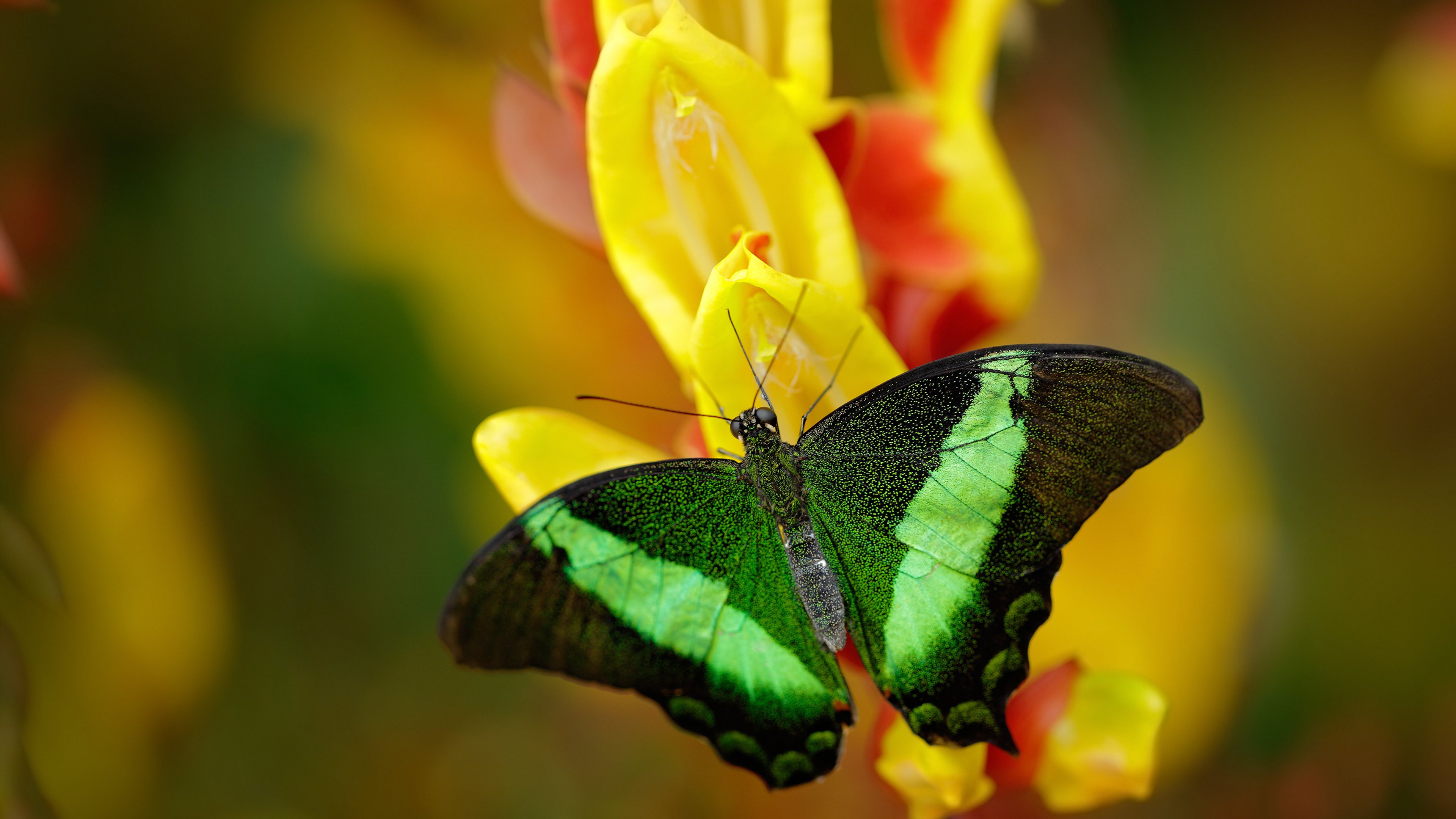 平行时空的绿茵革命，当维尼修斯身披法国战袍，如何用一次突破改写宿命对决？
