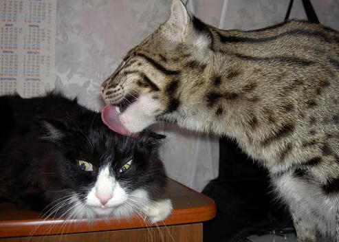 沉默与巨浪，弗拉霍维奇的美加墨交响之夜