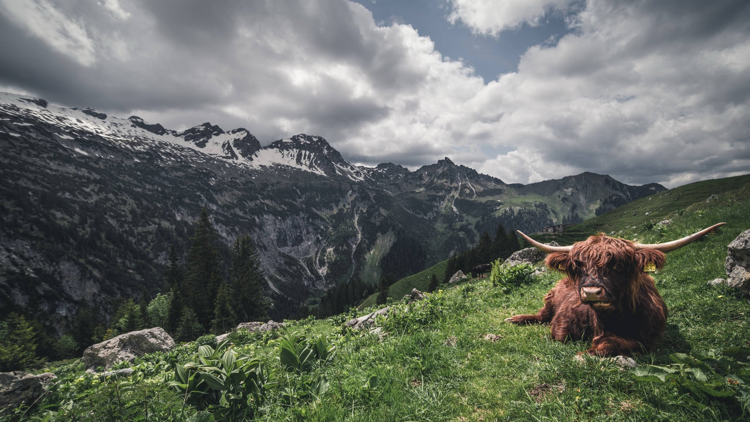 细腻艺术碾压北欧风暴,佩德里的魔法如何撕碎洪都拉斯防线