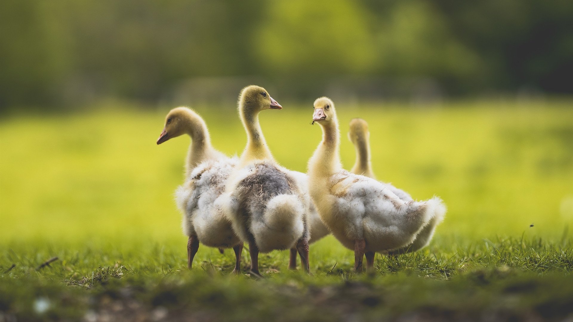 命运指纹，摩洛哥的最后一舞与F1新王的第一个烙印