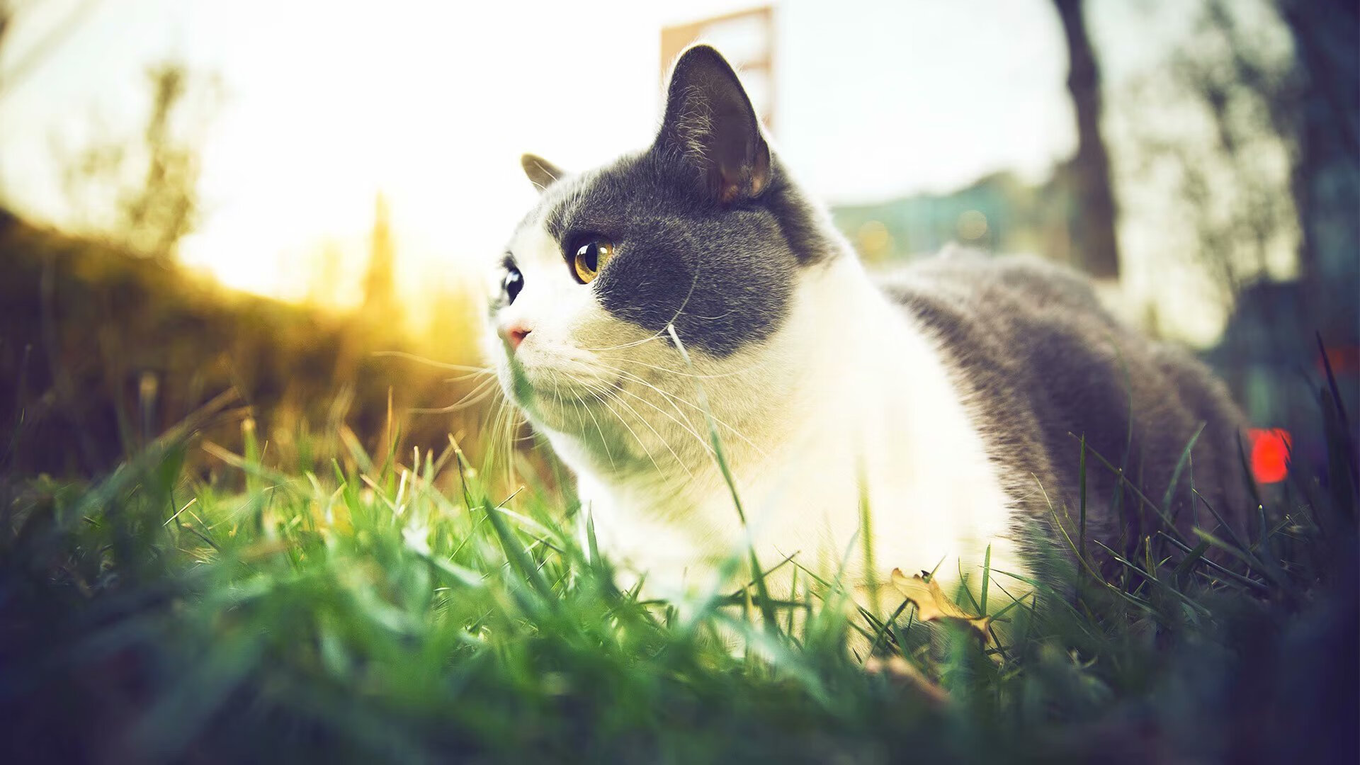 魔咒之下，重剑无声，拉梅洛·鲍尔压力夜中的涅槃