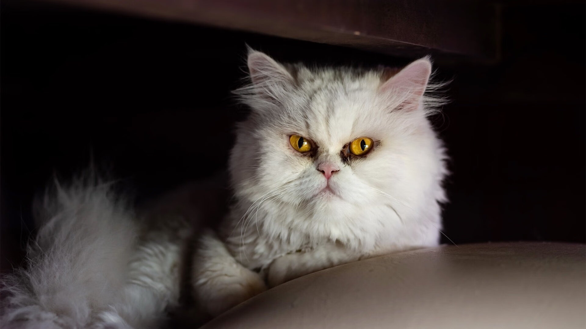 龙之息，皇马如何终结了一个时代，若日尼奥的中场诗篇