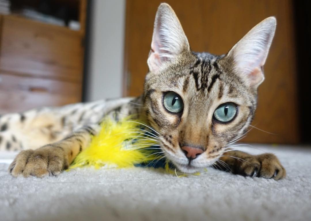 跨越八千公里的一战，戈麦斯如何一人扛起阿兹特克战旗