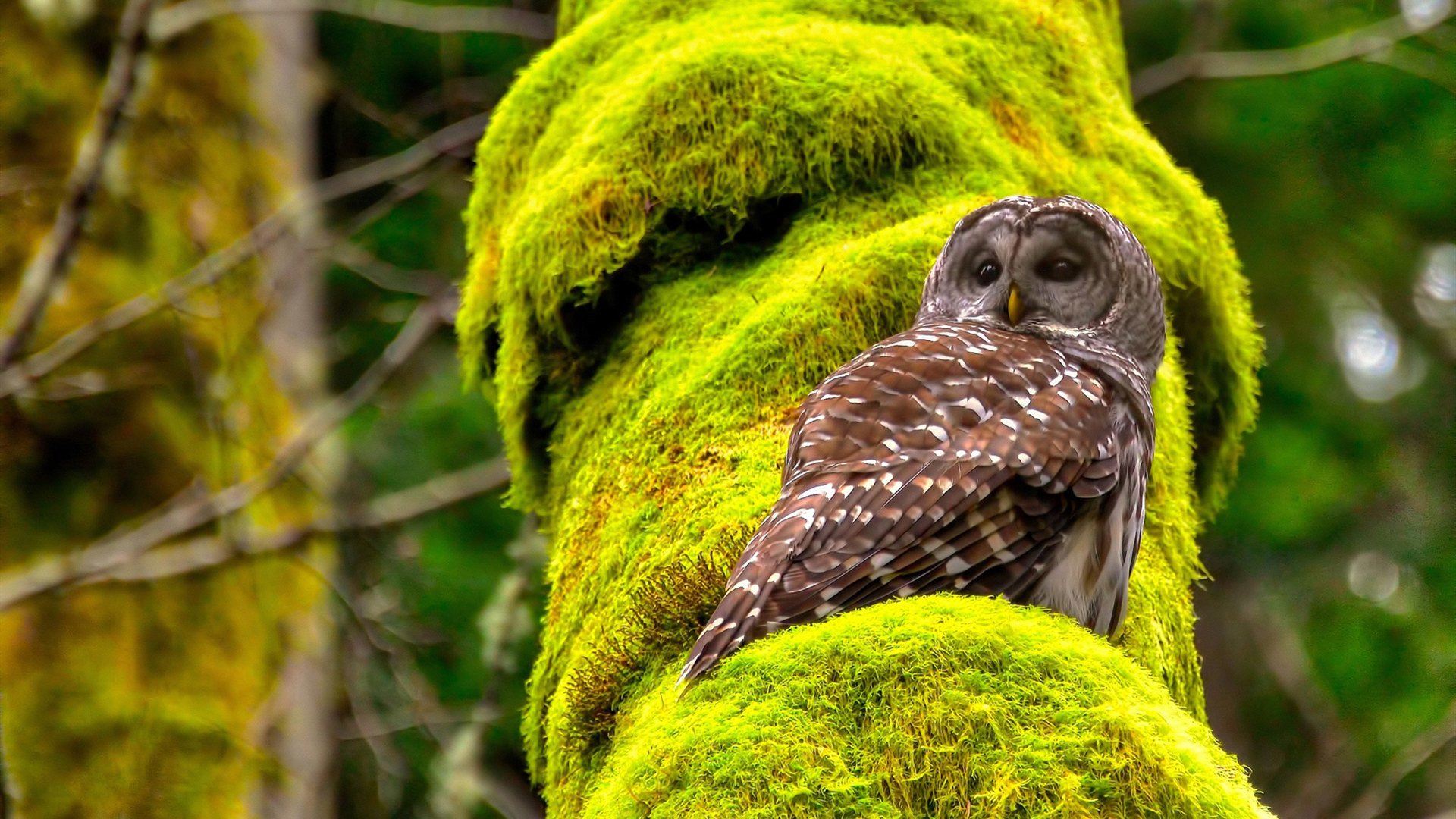 回旋镖的呼啸声，当利拉德在开拓者战袍下击沉热火