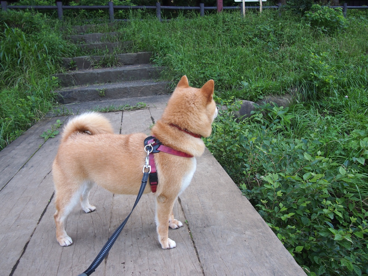 神殿加冕夜，当恩比德在排名争夺战中书写唯一法则