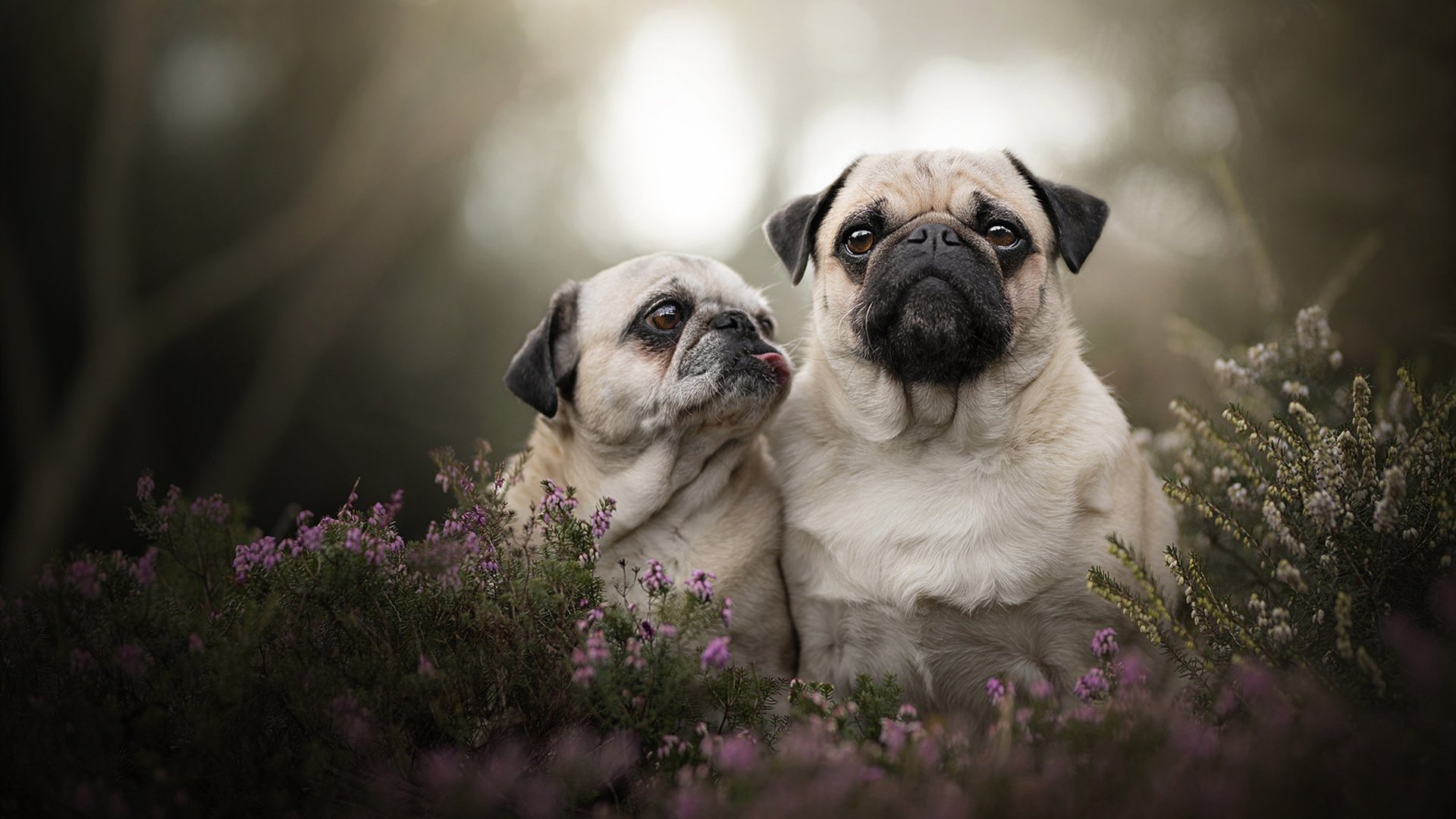 哈弗茨临危受命助智利踏平法国，一场足球史上的奇幻对决